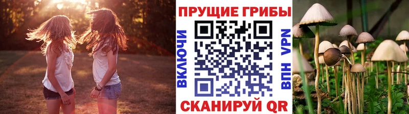 Галлюциногенные грибы Psilocybe  Курчатов 